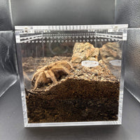 Burrow Buddy Starter Kit, image 3