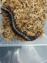 Buton Black Centipede (Scolopendra sp. 'Buton Black') 5-7" (WC)