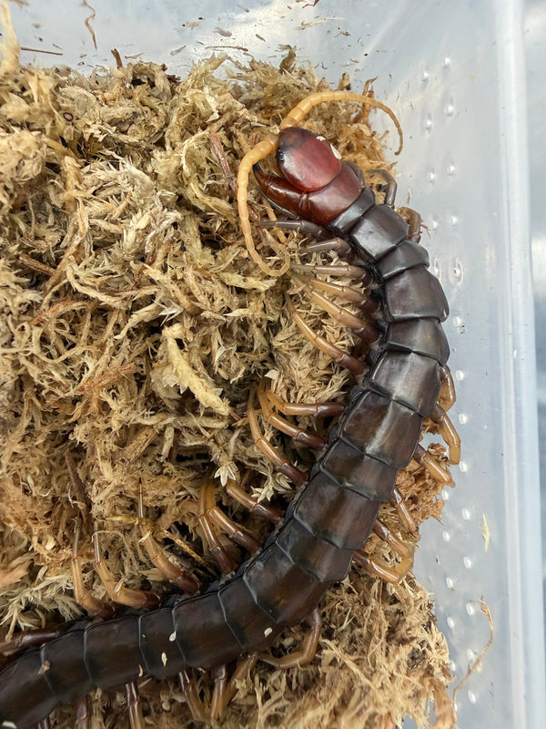 Buton Black Centipede (Scolopendra sp. 'Buton Black') 5-7" (WC)