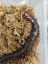 Buton Black Centipede (Scolopendra sp. 'Buton Black') 5-7" (WC)