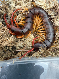 Vietnamese Yellow Leg Centipede (Scolopendra dehaani) 5-7" (WC)