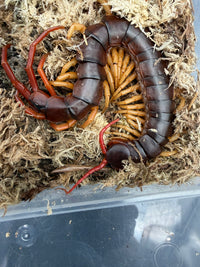 Vietnamese Yellow Leg Centipede (Scolopendra dehaani) 5-7" (WC)