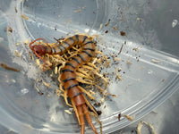 Arizona Desert Centipede (Scolopendra polymorpha) 2-3" (Juvenile)