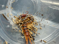 Arizona Desert Centipede (Scolopendra polymorpha) 2-3" (Juvenile)