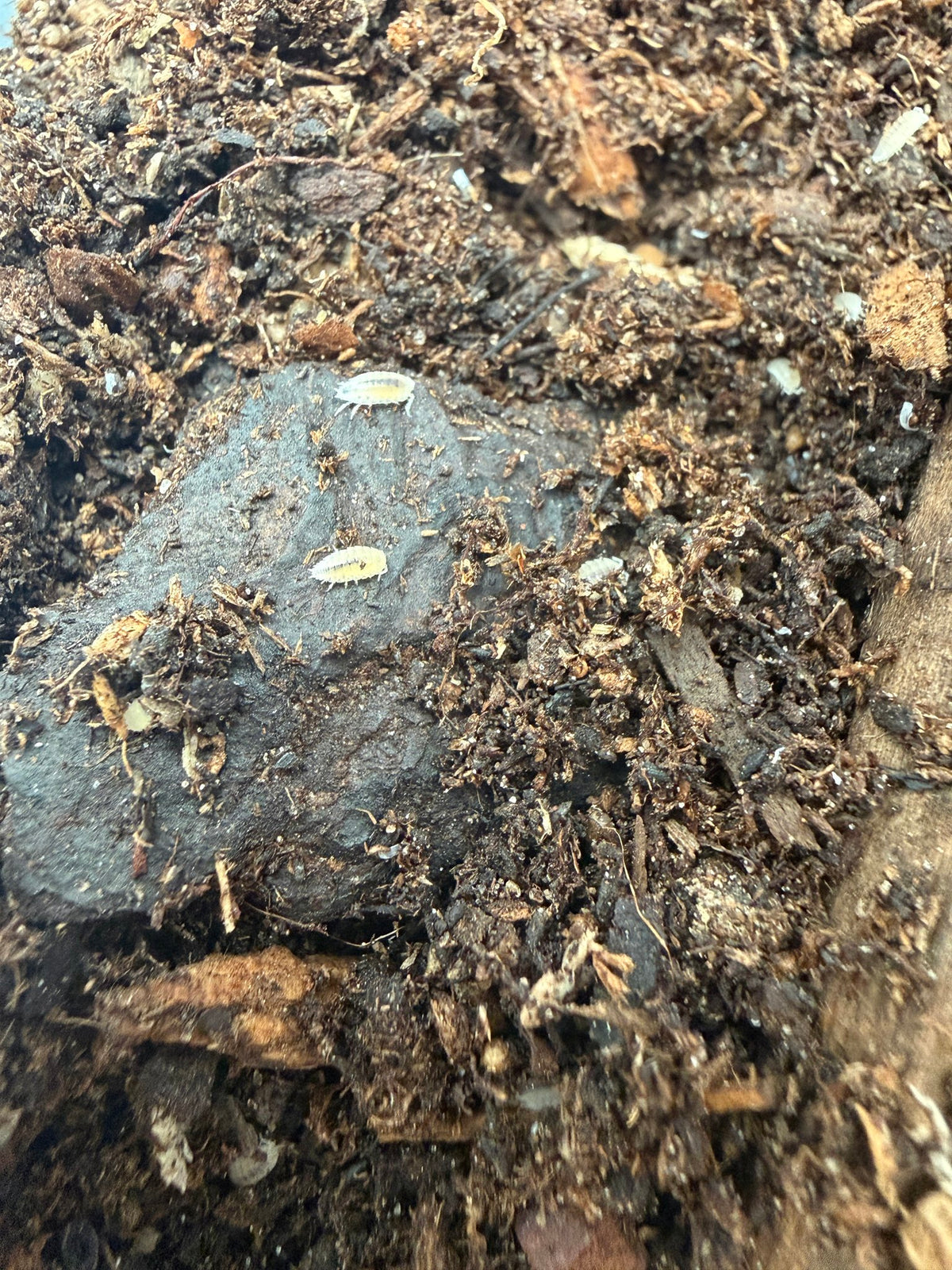 Dwarf White Isopods (Trichorhina tomentosa), 10 count cleanup crew
