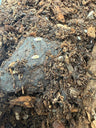 Dwarf White Isopods (Trichorhina tomentosa), 10 count cleanup crew