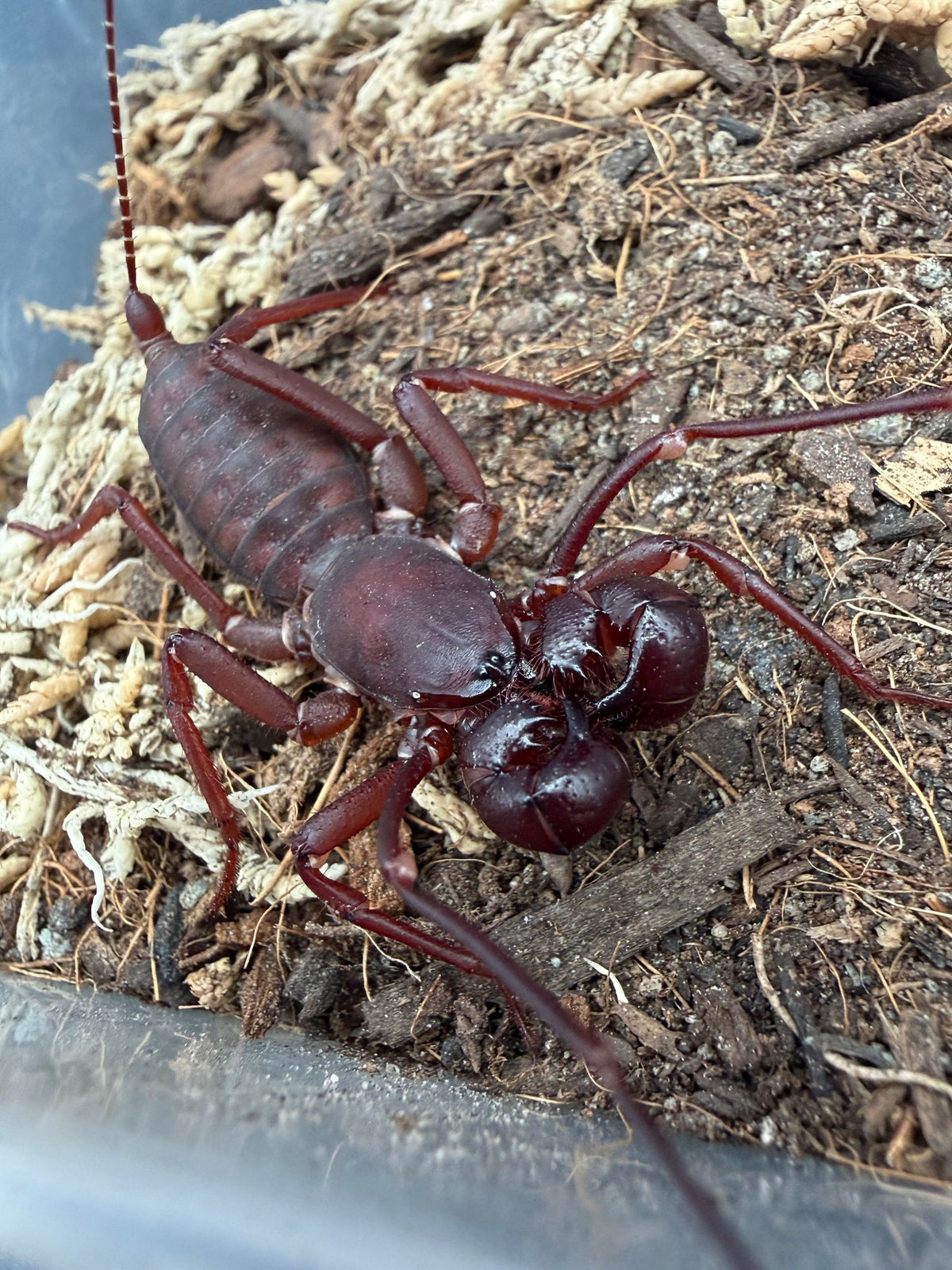 Indochinese / Red Leg Vinegaroon (Typopeltis laurentianus) 1-2" (Subadult/Adult, Unsexed) WC