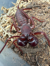 Indochinese / Red Leg Vinegaroon (Typopeltis laurentianus) 1-2" (Subadult/Adult, Unsexed) WC