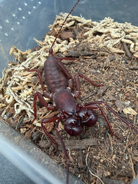 Indochinese / Red Leg Vinegaroon (Typopeltis laurentianus) 1-2" (Subadult/Adult, Unsexed) WC