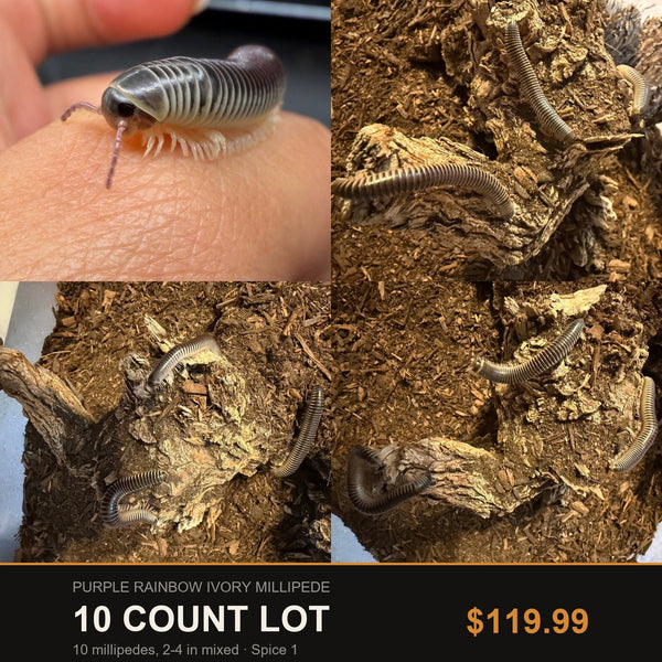10 Count Lot - Purple Rainbow Ivory Millipede (Chicobolus spinigerus). Representative photos of the millipedes included in this lot.