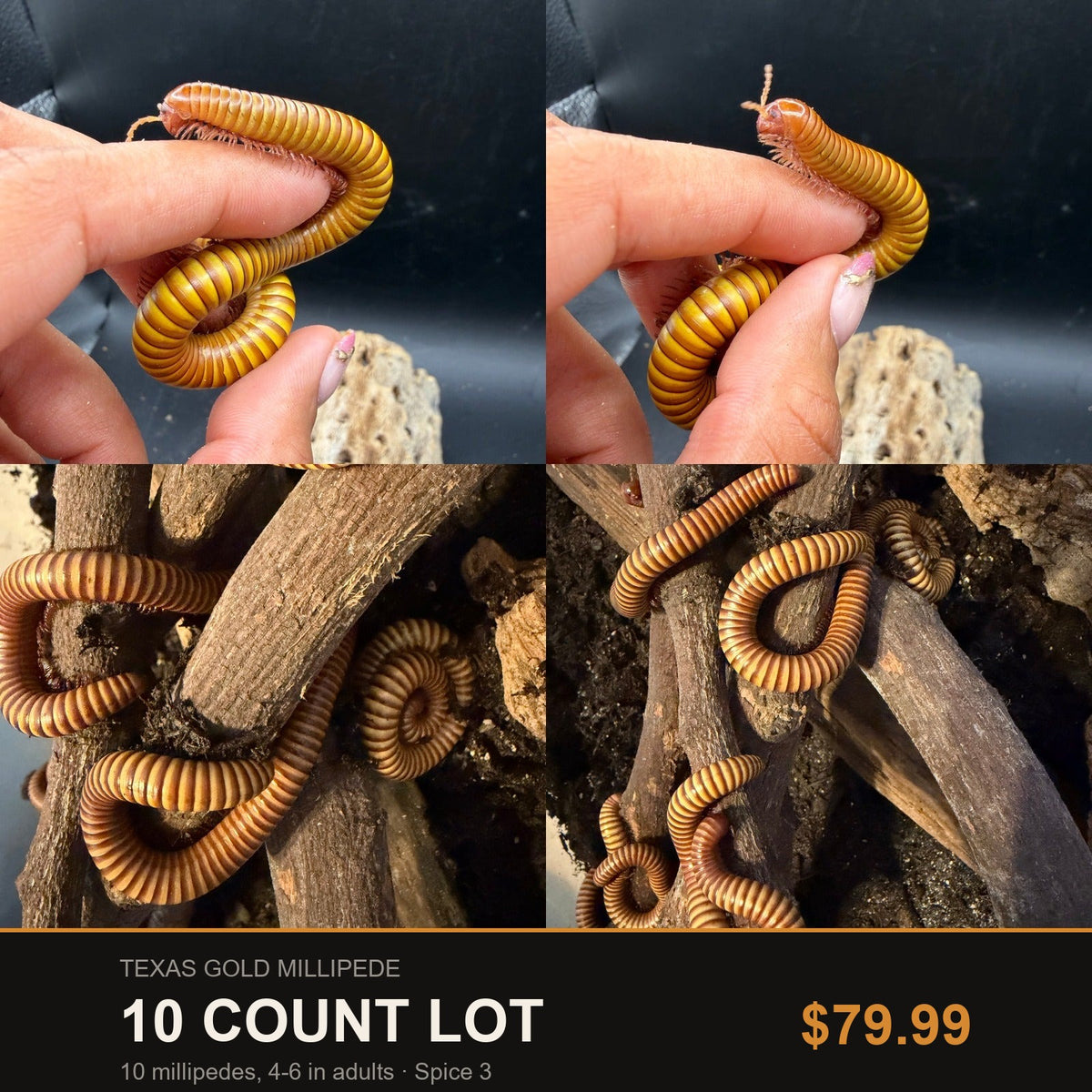 10 Count Lot - Texas Gold Millipede (Orthoporus ornatus). Representative photos of the millipedes included in this lot.