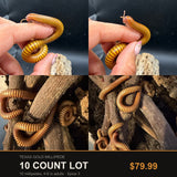 10 Count Lot - Texas Gold Millipede (Orthoporus ornatus)
