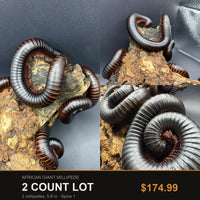 2 Count Lot - African Giant Millipede (Archispirostreptus gigas). Representative photos of the millipedes included in this lot.