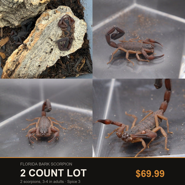 2 Count Lot - Florida Bark Scorpion (Centruroides gracilis). Representative photos of the scorpions included in this lot.