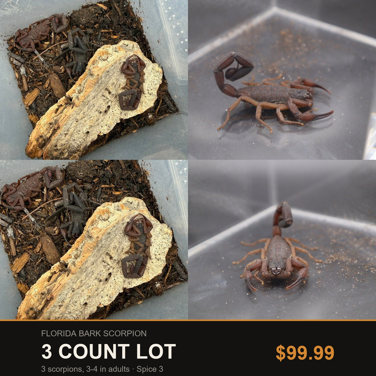 3 Count Lot - Florida Bark Scorpion (Centruroides gracilis). Representative photos of the scorpions included in this lot.