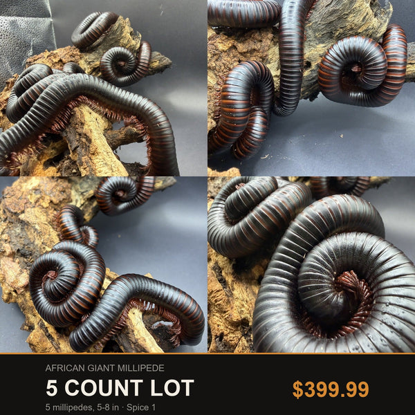 5 Count Lot - African Giant Millipede (Archispirostreptus gigas). Representative photos of the millipedes included in this lot.