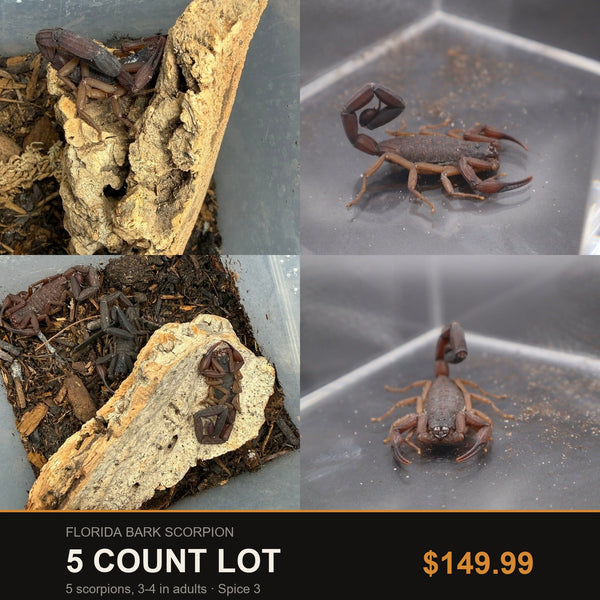 5 Count Lot - Florida Bark Scorpion (Centruroides gracilis). Representative photos of the scorpions included in this lot.