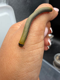 Bumblebee Millipede (Anadenobolus monilicornis) 1/2-1.5" (Juveniles CB)