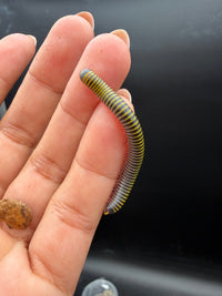 Bumblebee Millipede (Anadenobolus monilicornis) 1/2-1.5" (Juveniles CB)