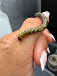 Bumblebee Millipede (Anadenobolus monilicornis) 1/2-1.5" (Juveniles CB)