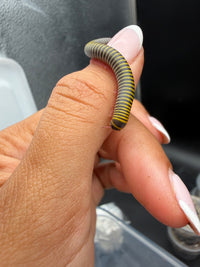 Bumblebee Millipede (Anadenobolus monilicornis) 1/2-1.5" (Juveniles CB)