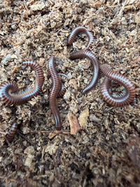Hothouse White Leg Millipede (Leptogoniulus sorornus) CB 1"+