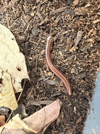 Hothouse White Leg Millipede (Leptogoniulus sorornus) CB 1"+