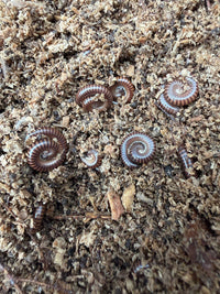Hothouse White Leg Millipede (Leptogoniulus sorornus) CB 1"+