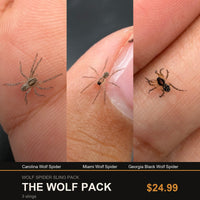 The Wolf Pack: one captive-bred Carolina Wolf Spider, Miami Wolf Spider and Georgia Black Wolf Spider sling, shown in separate labeled photos.