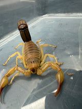 Yellow Fat-Tail Scorpion (Androctonus australis)