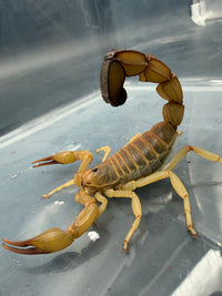 Yellow Fat-Tail Scorpion (Androctonus australis) 2-3" (Juvenile)