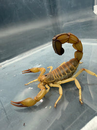 Yellow Fat-Tail Scorpion (Androctonus australis) 2-3" (Juvenile)