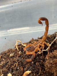 Tanzanian Giant Bark Scorpion (Babycurus gigas) 0.5-1" (Juvenile)