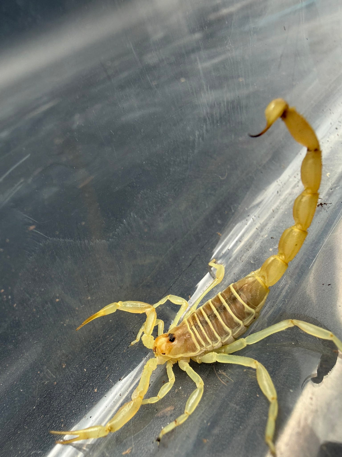 Egyptian Fat-Tail Scorpion (Buthacus leptochelys) 1-2" (Juvenile)