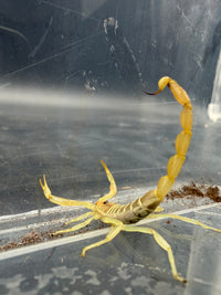 Egyptian Fat-Tail Scorpion (Buthacus leptochelys) 1-2" (Juvenile)
