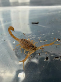 Sesriem Scorpion (Hottentotta conspersus) 0.5" (Juvenile)