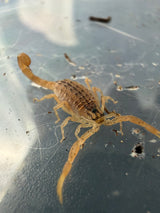 Sesriem Scorpion (Hottentotta conspersus)