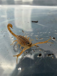 Sesriem Scorpion (Hottentotta conspersus) 0.5" (Juvenile)