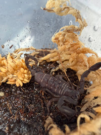 Olive Keeled Flat Rock Scorpion (Hadogenes paucidens) 1-1.5" (Juvenile)