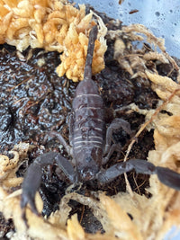Olive Keeled Flat Rock Scorpion (Hadogenes paucidens) 1-1.5" (Juvenile)