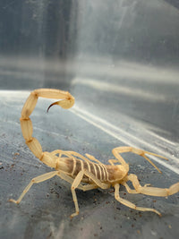 Albino Black Deathstalker Scorpion (Leiurus jordanensis 'Albino') 1" (Juvenile)