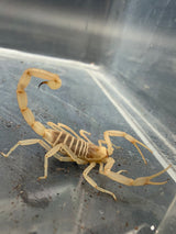 Albino Black Deathstalker Scorpion (Leiurus jordanensis 'Albino')
