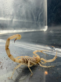 Albino Black Deathstalker Scorpion (Leiurus jordanensis 'Albino') 1" (Juvenile)