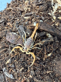 Deathstalker Scorpion (Leiurus quinquestriatus) 1/2" (2i)