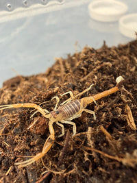 Deathstalker Scorpion (Leiurus quinquestriatus) 1/2" (2i)