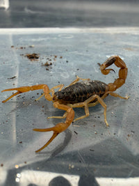 Chinese Scorpion (Olivierus martensii) 1-2" (Female)