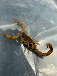 Chinese Scorpion (Olivierus martensii) 1-2" (Male)