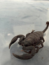 Yunnan Rock Scorpion (Scorpiops validus)