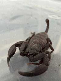 Yunnan Rock Scorpion (Scorpiops validus) 1.5" (Juvenile)