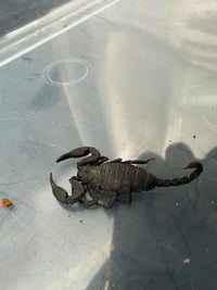 Yunnan Rock Scorpion (Scorpiops validus) 1.5" (Juvenile)
